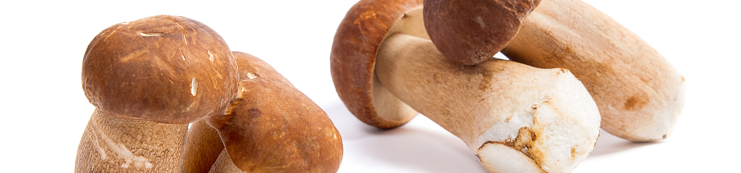 Funghi Porcini secchi